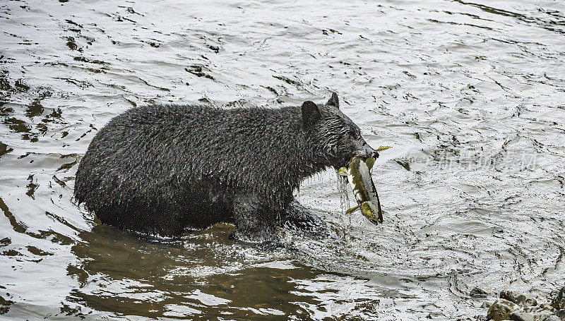 美国黑熊(Ursus americanus)，在阿拉斯加的凯克。在河里钓鲑鱼。Kupreanof岛。